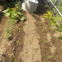 庭にトウモロコシを植え付けました