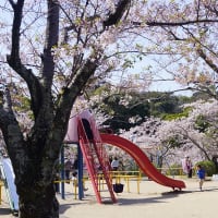津市「偕楽公園の桜」見てきました～(^^)