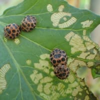 ニジュウヤホシテントウ大発生