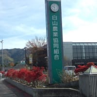 鮎毛バリ販売中、石川県白山市JA白山ファーマーズマーケット　よらんかいねぇ広場で販売中