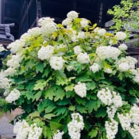 紫陽花。