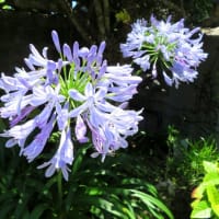 ５月の庭の花