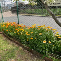 永山園公園4/17.4/24作業しました。