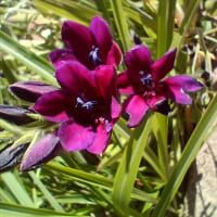 春の花がいっぱい