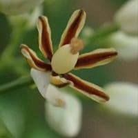 南天の花