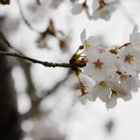 煌めく春、豊川の桜散策-2