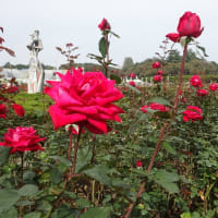神代植物公園（調布市）の華やかなバラたち －The Autumn Rose Festival on Oct. 20, 2015－