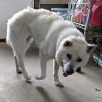 徘徊　認知症　紀州犬