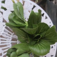 野菜の収穫