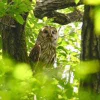 フクロウの夏へ