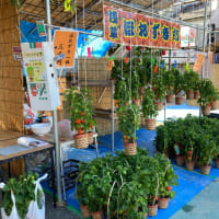 浅草ほおづき市