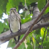 コサメビタキ Muscicapa dauurica ：ごみステーションにも?!