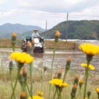 コシヒカリの田植え１回目