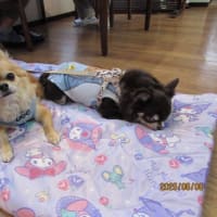 ２０２５．６．５．６．７のわんちゃん♪( ´▽｀)