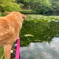 犬の散歩から一日が始まります