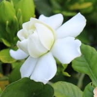クチナシの花（一重、八重）