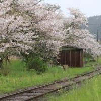 小湊鐡道『桜リフレクション』！！【2024.4.12（金）】