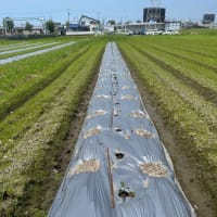 なすの除草など