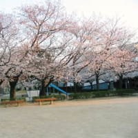 夕日色の桜
