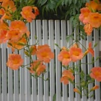 ノウゼンカズラ ・ムクゲ