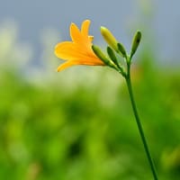 咲き始めのニッコウキスゲ