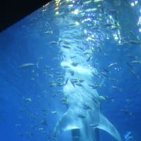 沖縄・美ら海水族館は日本最大級のアクアリウム・・・ジンベイザメ君と再会することができました