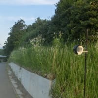 刈りのシーズンですなぁ(´・ω・｀)