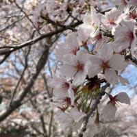 桜を見ながら【エフシャープ】でモーニング