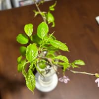 葉桜