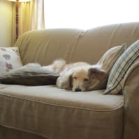 かご好きが送る、究極のバスケット・・・