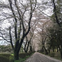 桜　さくら　SAKURA