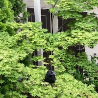 6月の風景