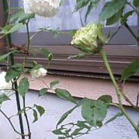 緑色のバラ