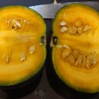 初めてのカボチャ栽培⑭　収穫＼(^o^)／