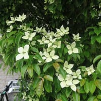 常緑ヤマボウシ