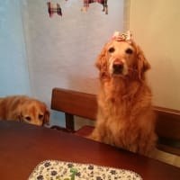 楓太10歳♪