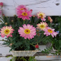 我が家の花達　　2025年4月　　318号