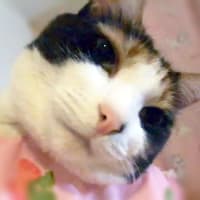 まどろみのユッケ姫　(=^^=)