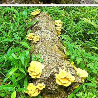 今季初物の見目麗しいタモギタケです