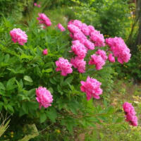 夏の花達６）芍薬が咲きました！