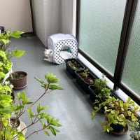 気ままです　ネコですから