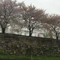 お花見in大仙公園＆大阪城