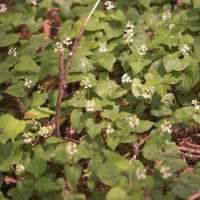 入笠山の花　”すずらん”だけではありません