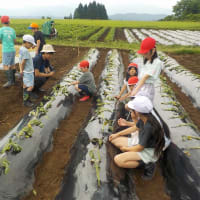 サツマイモ植えの師匠