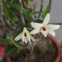 ホタルブクロは赤だった