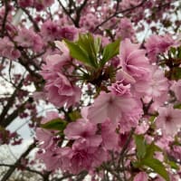 お花見