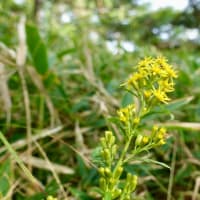 高原の花々