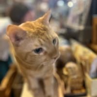 看板猫のいるお店で猫飲み 予告編 (2409-2)