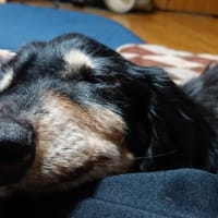 お犬様も頑張ってます