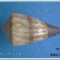 ヤナギシボリイモ